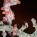 seahorse_pygmy_crci_mb_v_0257_png2090.jpg